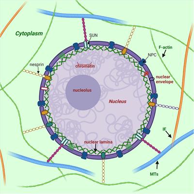 Diversity of Nuclear Lamin A/C Action as a Key to Tissue-Specific Regulation of Cellular Identity in Health and Disease